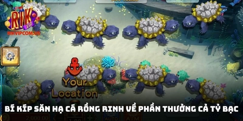 Bí kíp săn hạ cá rồng rinh về phần thưởng cả tỷ bạc